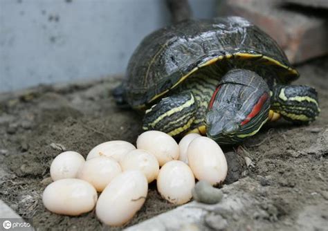 小巴西龜|巴西龜壽命有多長？養好巴西龜不可不知的3大類飼養。